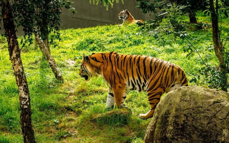 Dublin Zoo: Skip-the-Line Tickets with Private Transfers - Key Points