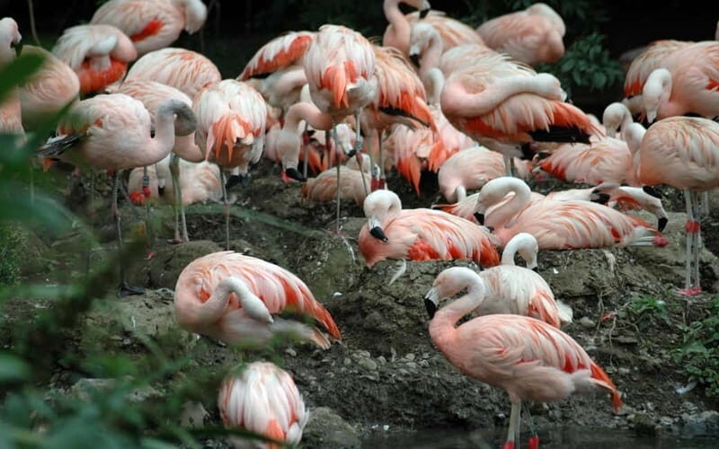 Dublin Zoo: Skip-the-Line Tickets with Private Transfers - Final Thoughts: Is It Worth It?