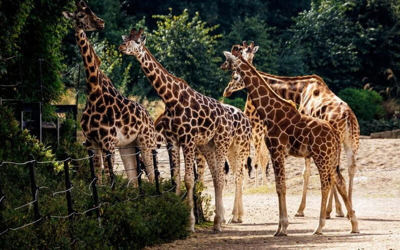Dublin Zoo: Skip-the-Line Tickets with Private Transfers - FAQ