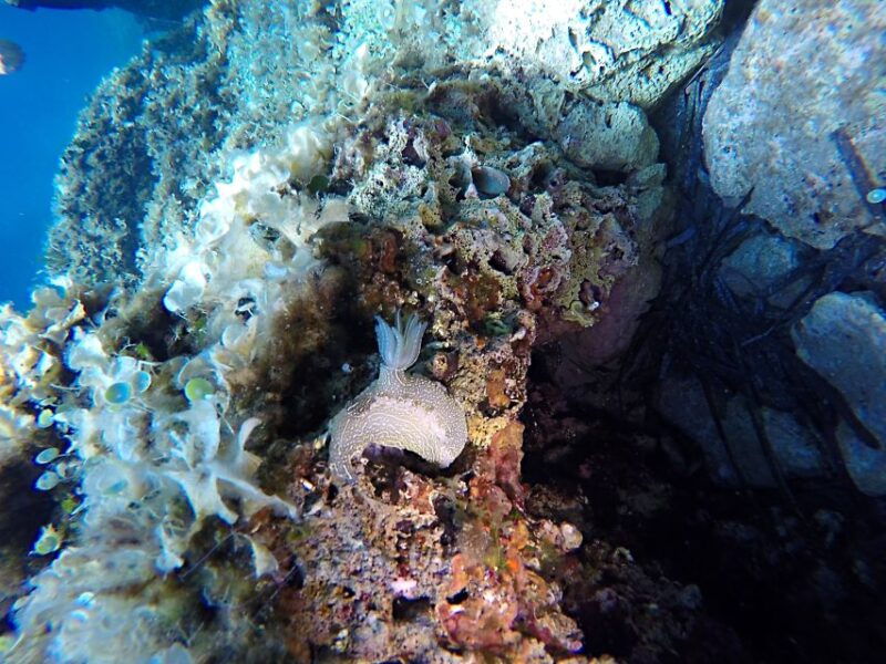 dubrovnik-1-day-discover-scuba-diving-course