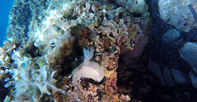 dubrovnik-1-day-discover-scuba-diving-course