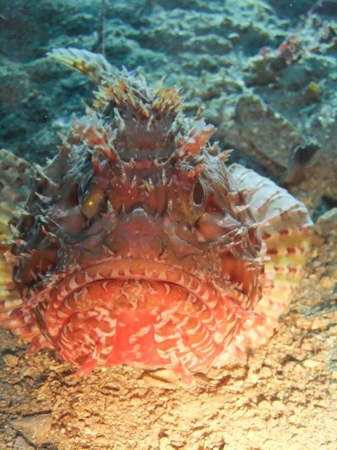 dubrovnik-1-day-diving-package