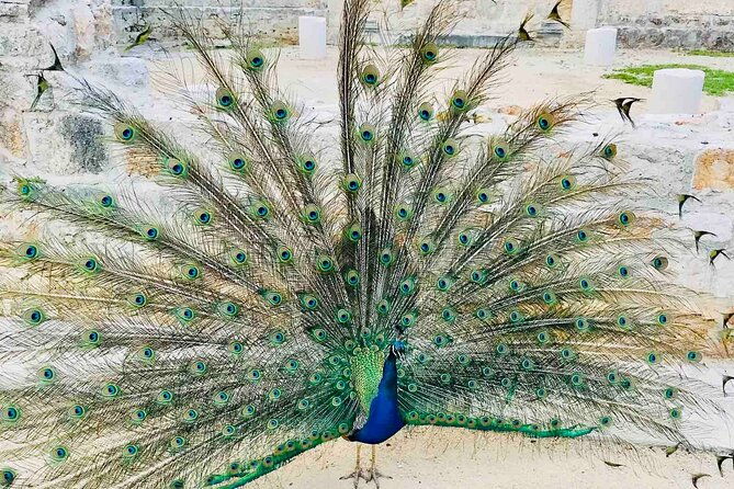 dubrovnik-boat-tour-lokrum-island-betina-cave-st-jacobs-beach