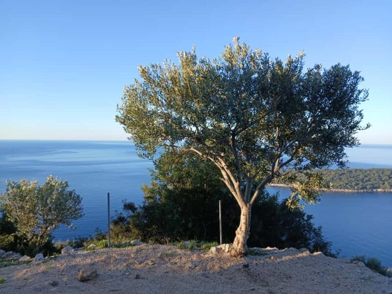 Dubrovnik: Dawn Nature Walk with Historical Twist - A Detailed Look at the Dubrovnik Dawn Nature Walk