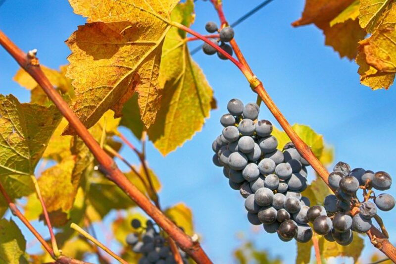 dubrovnik-day-trip-to-3-peljesac-wineries-with-tastings