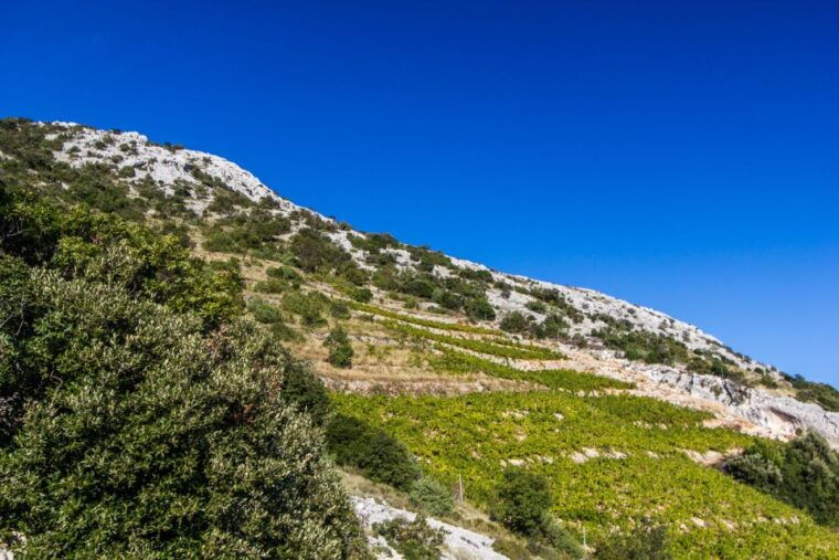 dubrovnik-day-trip-to-3-peljesac-wineries-with-tastings