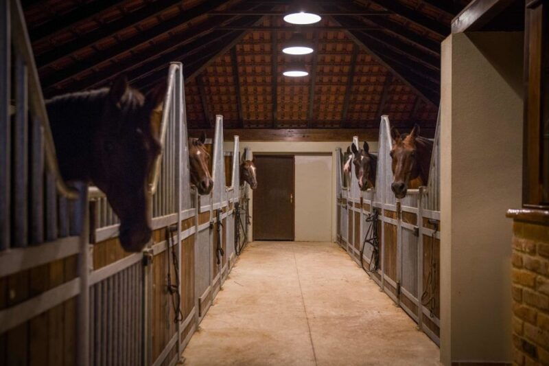dubrovnik-kojan-koral-horseback-riding
