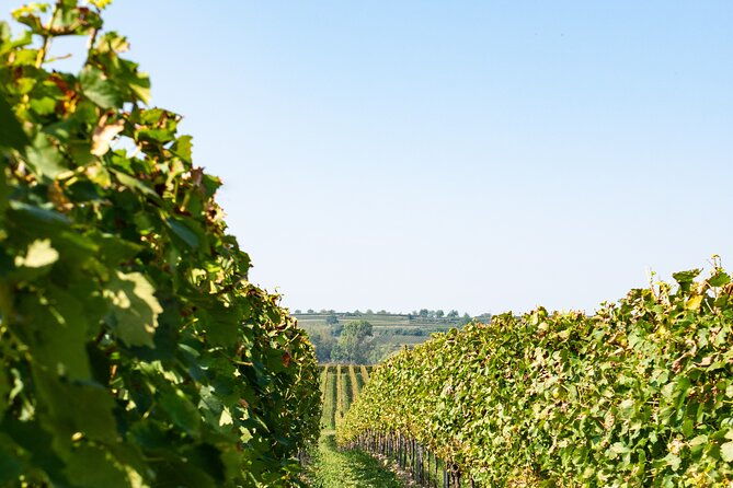 dubrovnik-private-walking-tour-and-wine