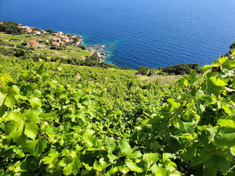 dubrovnik-private-wine-tasting-tour-to-peljesac-2