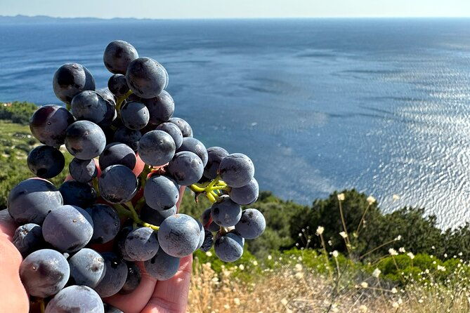 dubrovnik-private-wine-tasting-tour-to-peljesac