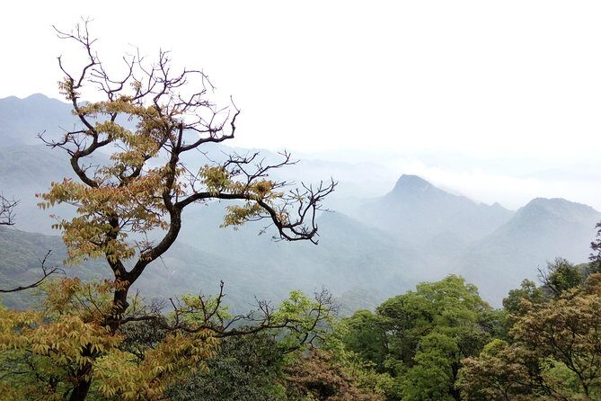 Dujiangyan and Taoist Mount Qingcheng Day Tour - A Deep Dive into the Experience