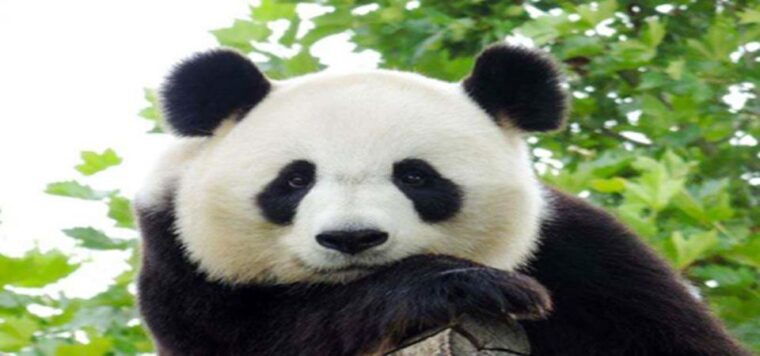 dujiangyan-panda-base-and-irrigation-system-park-day-tour