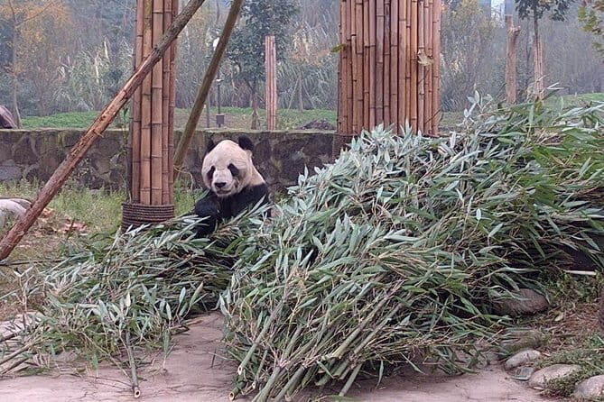 Dujiangyan Panda Base and Mt.Qingcheng one day private tour - What’s Included and How It Benefits You