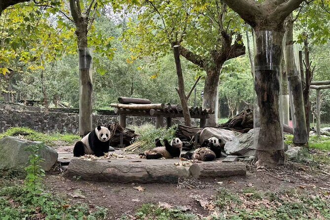 Dujiangyan Panda base & Irrigation System Private Day Tour - Final Thoughts