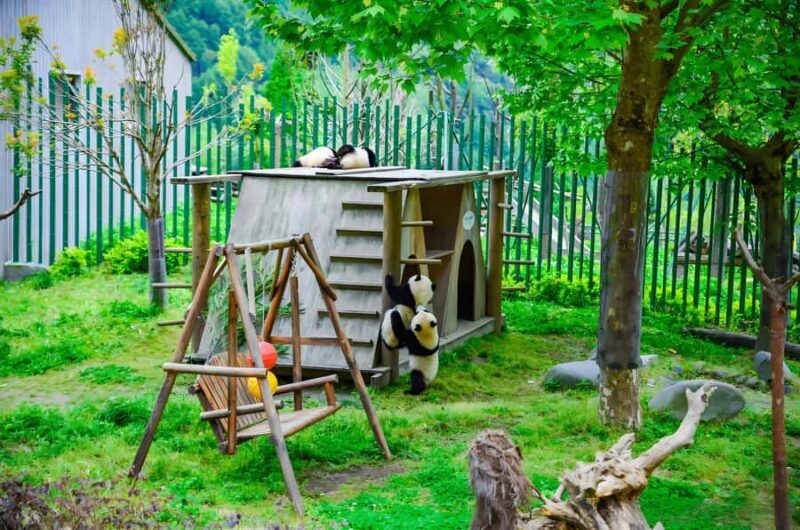 Dujiangyan: Wolong Shenshuping Panda Garden Ticket - Key Points