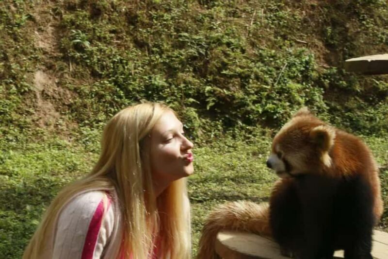 Dujingyan Giant Panda tour option Red Panda interactive - Final Thoughts
