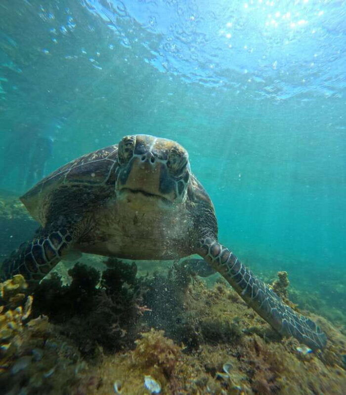 dumaguete-apo-island-snorkel-with-turtle-tour