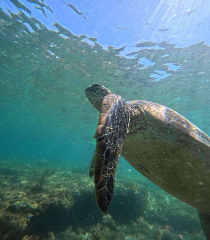 dumaguete-apo-island-snorkel-with-turtle-tour