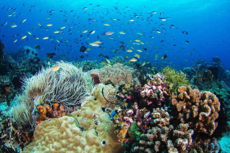 dumaguete-apo-island-snorkeling-and-hiking-joiners-tour