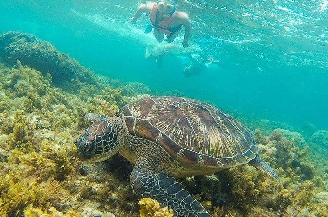 Dumaguete Apo Island Snorkeling Tour - Authentic Experiences and Tips