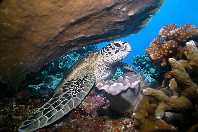 Dumaguete Apo Island Snorkeling Tour - Who Is This Tour Best For?