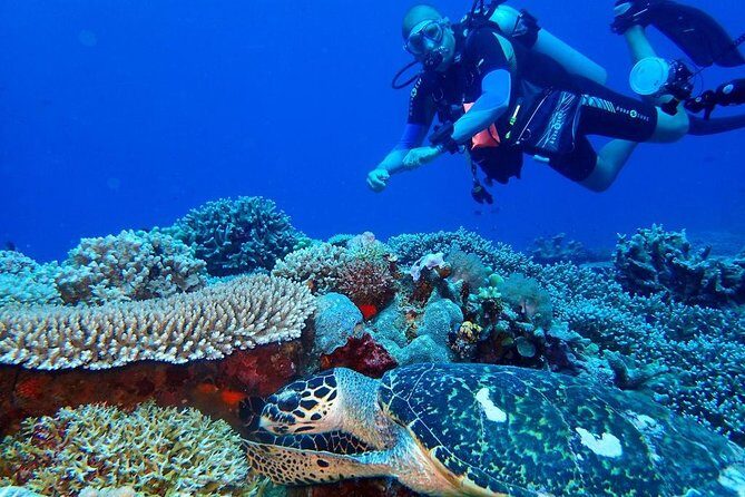 Dumaguete Apo Island Snorkeling Tour - FAQs