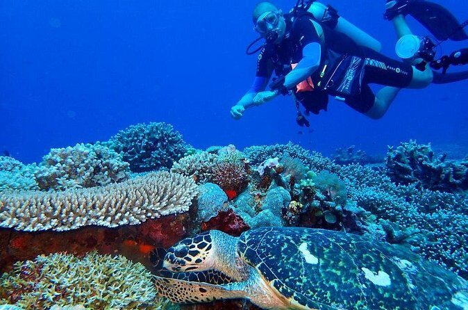 Dumaguete Apo Island Snorkeling Tour - Final Verdict