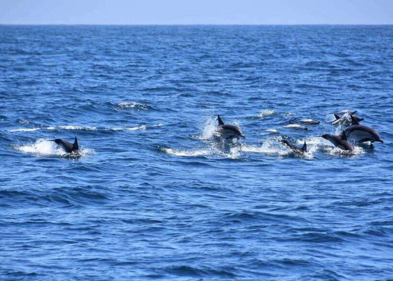 dumaguete-manjuyod-sand-bar-dolphin-watching