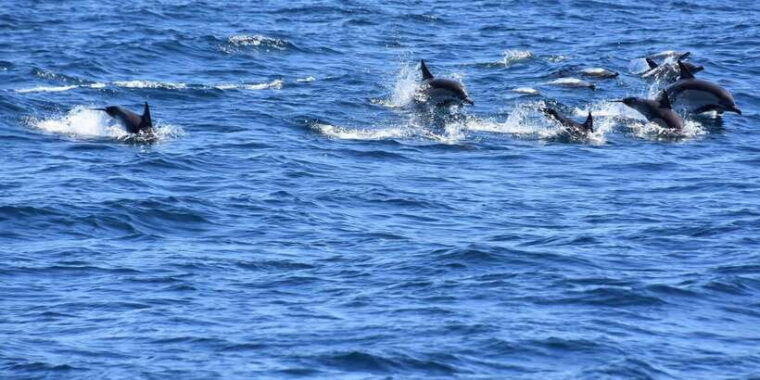 dumaguete-manjuyod-sand-bar-dolphin-watching