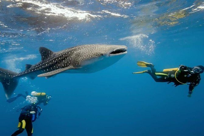 Dumaguete Oslob Whaleshark Tour - Key Points