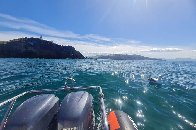 Dunedin City and Coastal Views 3-Hour Small-Group Guided Tour - Final Thoughts: Who Will Love This Tour?