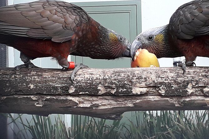 Dunedin City Highlights, Otago Peninsula Scenery & a Guided Penguin Reserve Tour - Comprehensive Review of Dunedin City Highlights & Otago Peninsula Tour