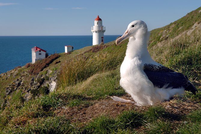 Dunedin City Highlights, Otago Peninsula Scenery & Albatross Guided Tour - Practical Aspects and Value