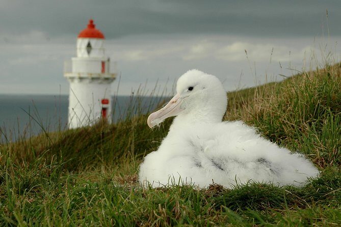 Dunedin City Highlights, Otago Peninsula Scenery & Albatross Guided Tour - Final Thoughts