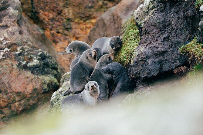Dunedin City to Sea Wildlife Cruise + Peninsula Bus Tour - The Value and Price Point
