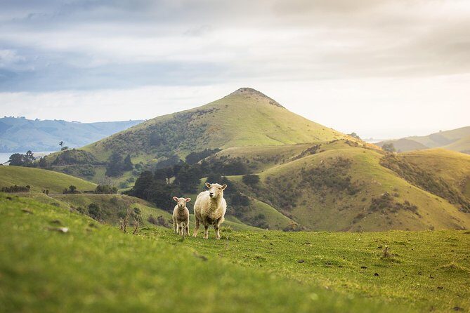 Dunedin City to Sea Wildlife Cruise + Peninsula Bus Tour - Who Will Love This Tour?