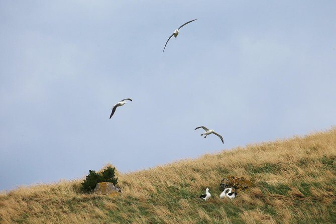 Dunedin City to Sea Wildlife Cruise + Peninsula Bus Tour - The Sum Up