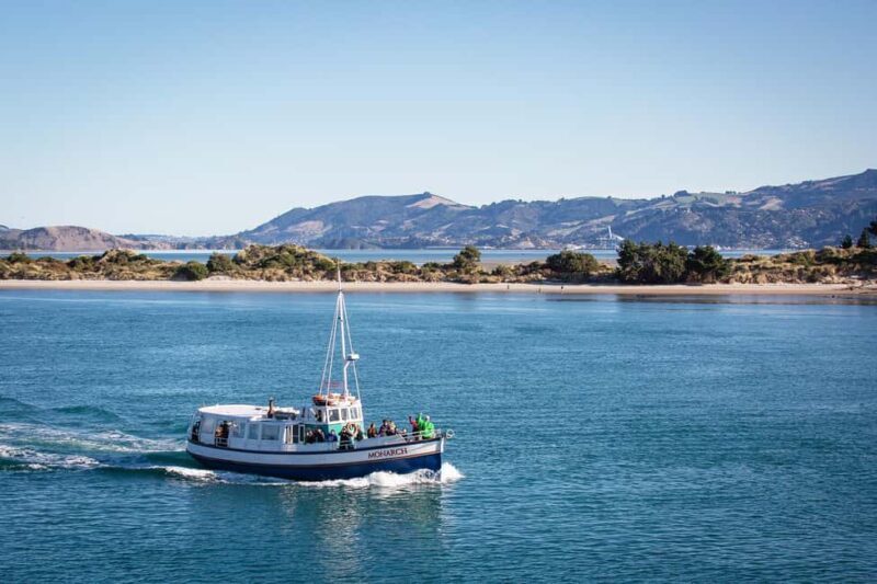 Dunedin: Monarch - One Hour Wildlife Cruise - Discover the Otago Peninsula’s Wildlife on a One-Hour Cruise