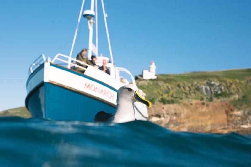 Dunedin: Monarch - One Hour Wildlife Cruise - Key Points