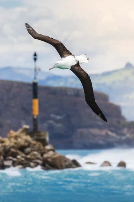 Dunedin: Monarch - One Hour Wildlife Cruise - How This Tour Stands Out