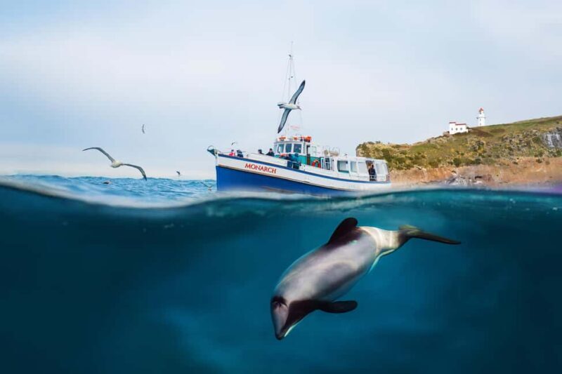 Dunedin: Monarch - One Hour Wildlife Cruise - Who Will Love This Experience?