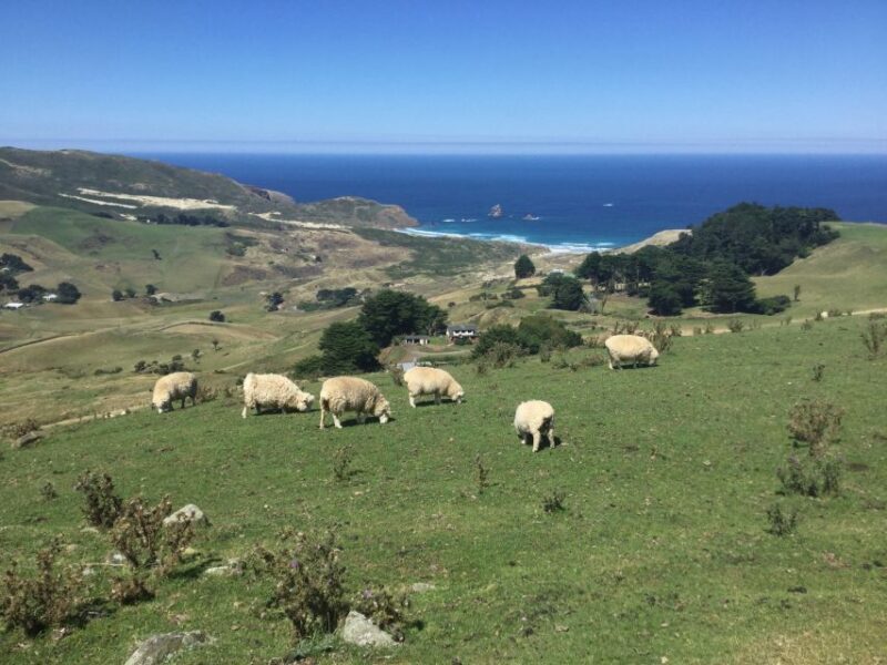 Dunedin: Otago Peninsula with Guided Penguin Tour - Introduction