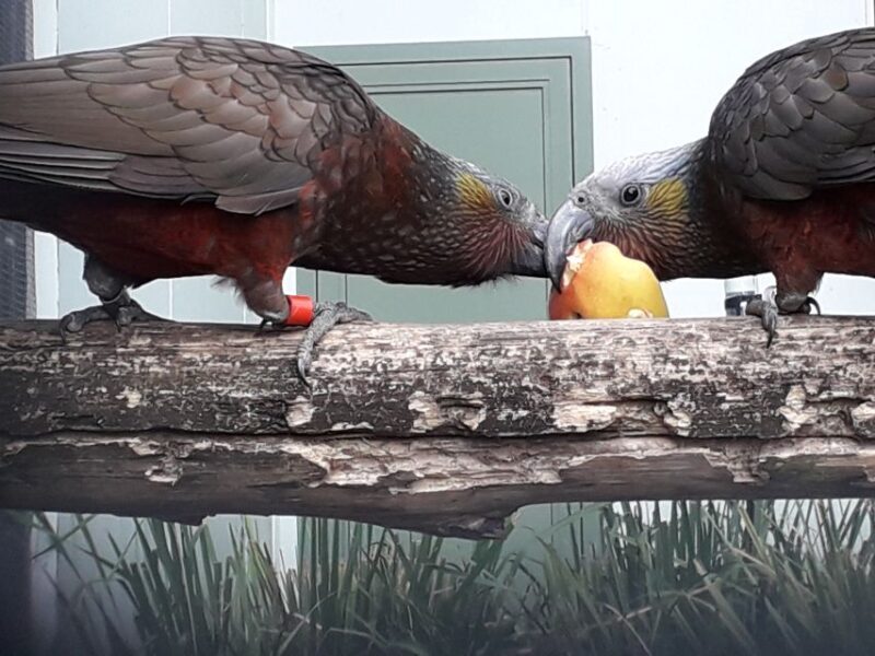 Dunedin: Otago Peninsula with Guided Penguin Tour - A Detailed Breakdown of the Tour Experience