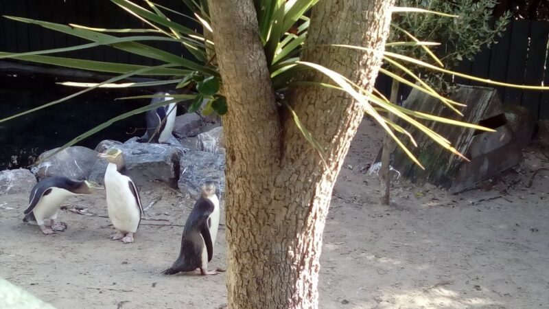Dunedin: Otago Peninsula with Guided Penguin Tour - Final Thoughts