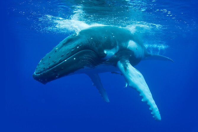 Dunsborough Whale Watching Eco Tour - An In-Depth Look at the Dunsborough Whale Watching Eco Tour