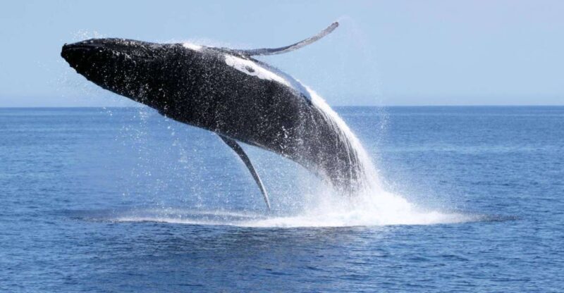Dunsborough: Whale Watching Tour - Introduction