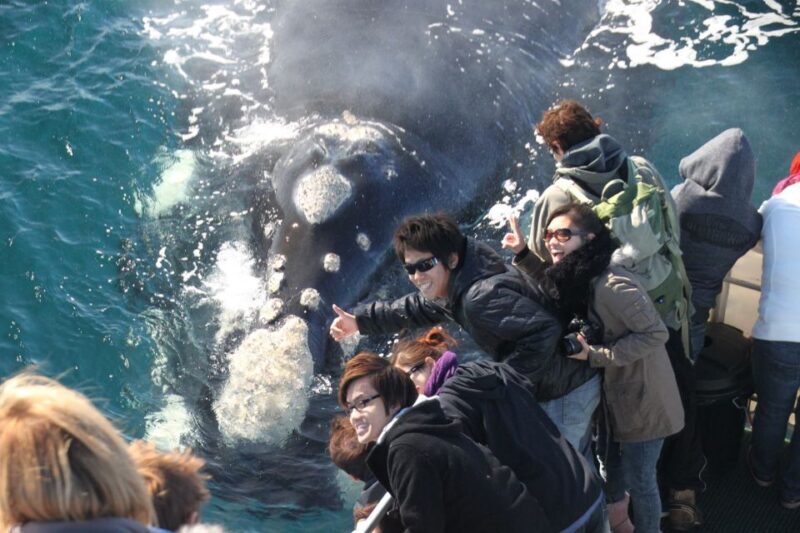 Dunsborough: Whale Watching Tour - What to Expect During the Tour