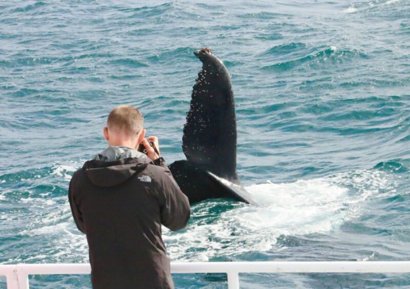 Dunsborough: Whale Watching Tour - Practicalities and Tips