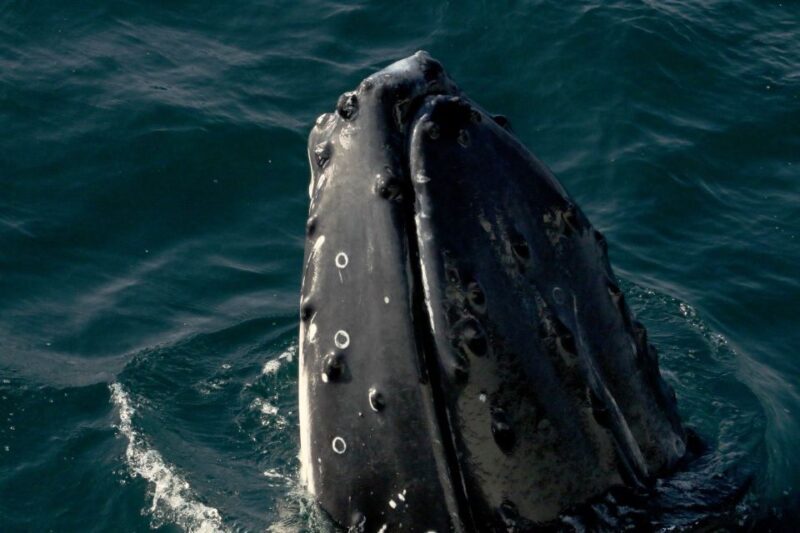 Dunsborough: Whale Watching Tour - Who Should Consider This Tour?