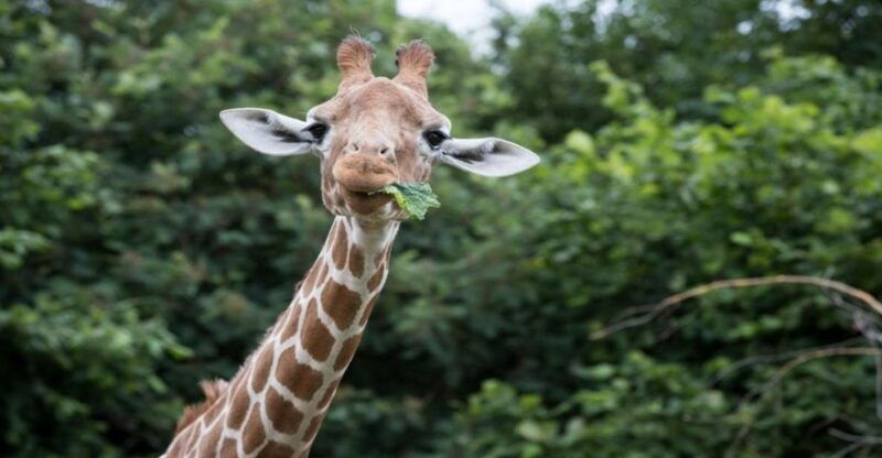 dunstable-whipsnade-zoo-full-day-entrance-ticket